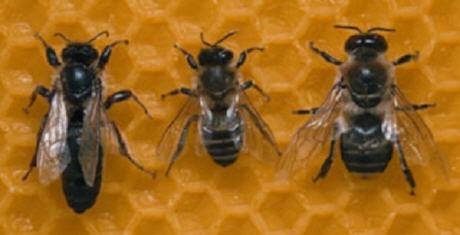 bienen - knigin, arbeiterin und drohne